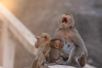 Mother monkey sitting yawning while breastfeeding