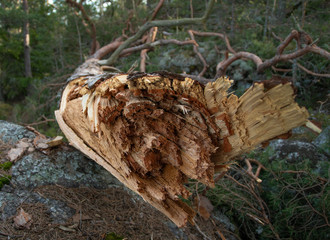 Tree laying in the forest