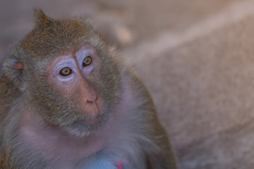 Close up fat monkey image