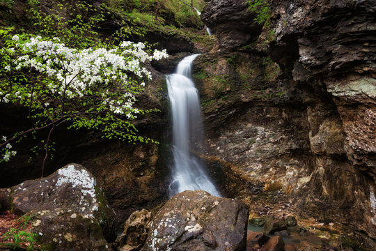 Eden Waterfall Lost Valley with Dogwood Tree