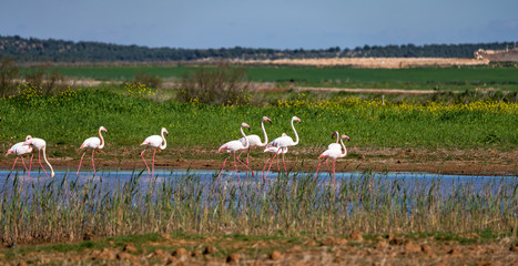 Greater Flamingos in wetlands of Campillos lagoons in Malaga. Spain.