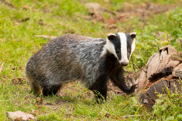 A close up of a wild badger (Meles meles).  Taken in the West Wales countryside,, Wales, UK