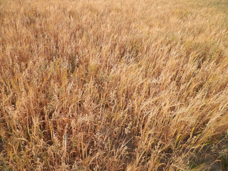 Oat field as nature background.