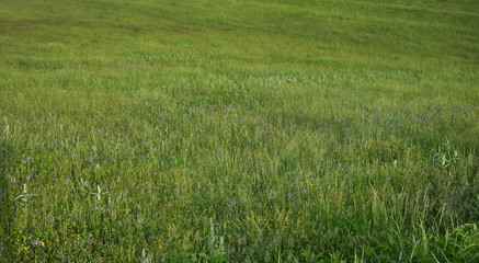 "The Beautiful Grasses" early morning photo of beautidul blue ridge mountain pasture with mixed grasses and wildflowers ZDS Americana Gardens Collection