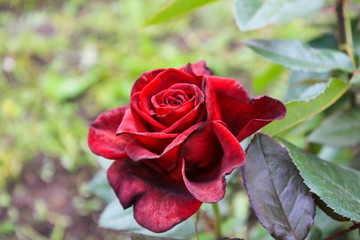flowers in summer garden, rose