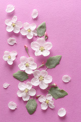 Spring white flowers and light green leaves on textural pink paper. Spring background for design and decoration.