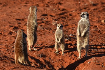 wachsame Erdmännchenfamilie (suricata suricatta) in der Kalahari in Namibia
