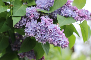 purple lilac blooming in the garden