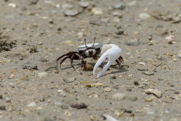 Fiddler Crab (Uca) showing off its claw walking across the sand at the beach in the United Arab Emirates.