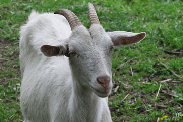 ziege