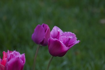 Obraz premium Tulpe im April
