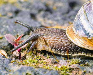 Garden Snail Macro 3