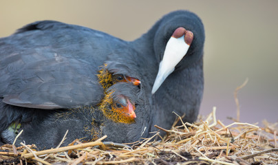 Fototapeta premium Red Knobbed Coot sitting on a nest with two chicks protecting