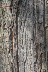 background of natural rough bark tree trunk