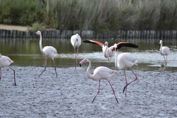 Fenicotteri rosa della Camrgue, parco ornitologico, Les Saintes Maries De La Mer, Provence, Sud France