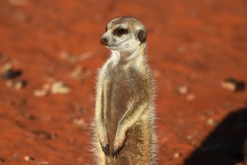 Fototapeta premium wachsames Erdmännchen (suricata suricatta) in der Kalahari in Namibia