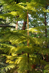 the trunk of a coniferous tree illuminated by the sun
