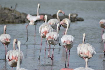 Fenicotteri rosa della Camrgue, parco ornitologico, Les Saintes Maries De La Mer, Provence, Sud France