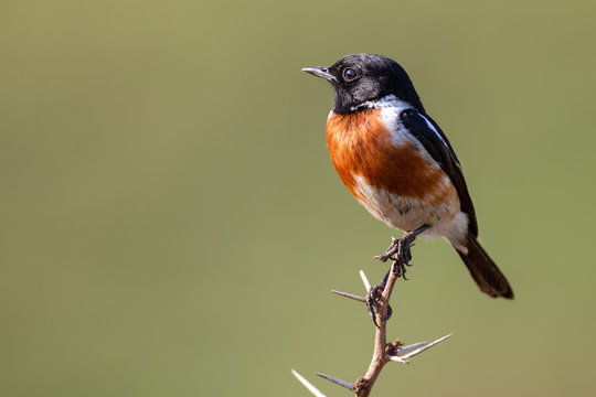 Close-up of a Stonechat male sitting on a perch with soft green background