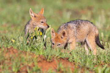 Two Black Backed Jackal puppies play in short green grass to develop skills