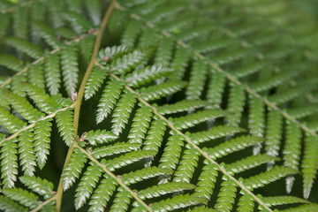 the background pattern from the leaves of ornamental plants