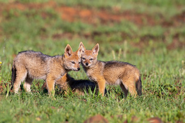 Three Black Backed Jackal puppies play in short green grass to develop skills