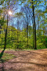 Waldweg Kreuzung im Wald im Hochformat. Am Himmel scheint die Sonne, oben links, durch die Baumkronen, die Bäume werfen Schatten auf den Weg.