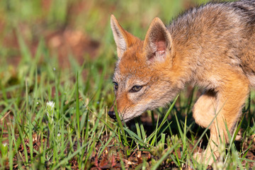Lone Black Backed Jackal pup standing in short green grass to explore the world