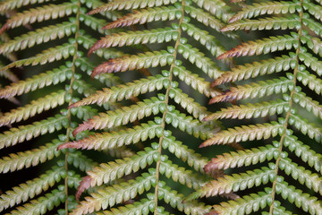 the background pattern from the leaves of ornamental plants
