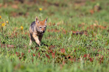 Lone Black Backed Jackal pup standing in short green grass to explore the world