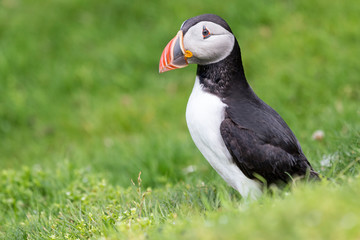 Puffin on Shetland Island resting on green grass of a sea cliff