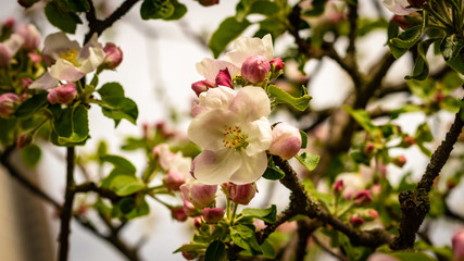 Beautiful branch of spring flowers of apple tree in garden 