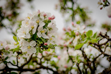 Beautiful branch of spring flowers of apple tree in garden 