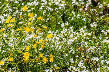 California Buttercup (Ranunculus californicus), White meadowfoam (Limnanthes alba) and Popcorn (Plagiobothrys nothofulvus) growing on a meadow, North Table Ecological Mountain, Oroville, California