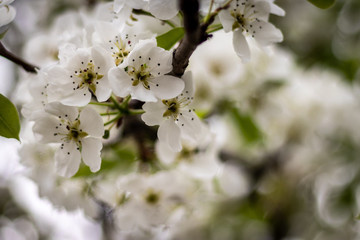 Beautiful branch of spring flowers of apple tree in garden 