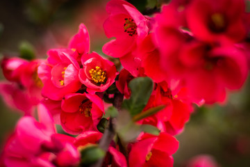 Beautiful branch of spring pink flowers in garden 