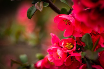 Obraz premium Beautiful branch of spring pink flowers in garden 