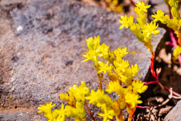 Close up of Sierra Mock Stonecrop (Sedella pumila) blooming on the basalt rock of North Table Mountain Ecological Reserve, Oroville, California