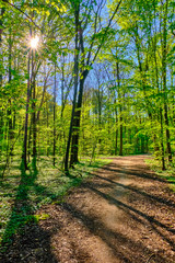 Waldweg bei Sonnenschein mit grünen leuchtenden Blättern am Wegrand. Die strahlende Sonne scheint durch die Baumkronen auf den Weg. Waldbild im Hochformat.Sonne 
