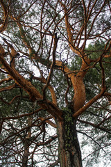 pine, bottom view Altai Krai, Russia