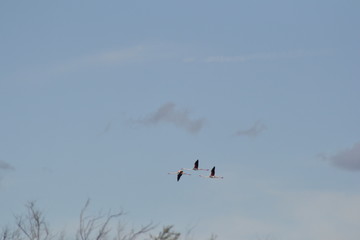 Fenicotteri rosa della Camrgue in volo, stormi migratori, parco ornitologico, Les Saintes Saries De La Mer, Provence, Sud France 