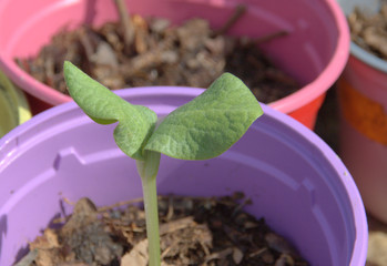 plantule de courgette au printemps