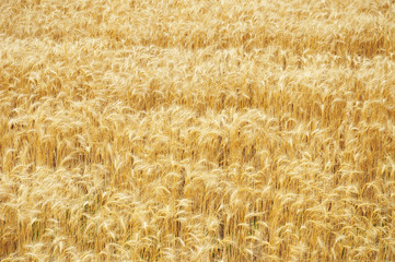 Golden rye grains on ripe rye field  background. Rye field ready for harvesting
