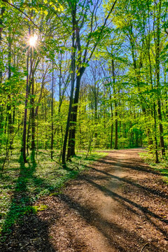 Waldweg bei Sonnenschein mit gr&uuml;nen leuchtenden Bl&auml;ttern am Wegrand. Die strahlende Sonne scheint durch die Baumkronen auf den Weg. Waldbild im Hochformat.Sonne 
