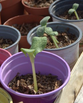 plantule de courgette au printemps