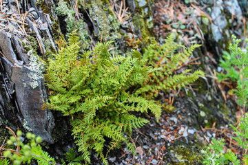 grass on a rock, Altai Krai, Russia