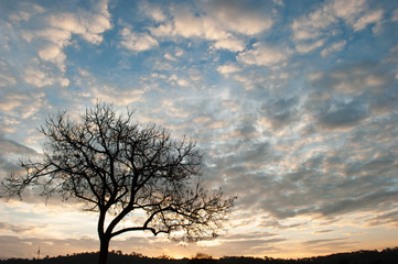 Fototapeta na wymiar Dramatic cloudscape over a bare tree.