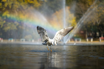 White pigeon, dove or gull is flying over natural lake with rainbow background from fountain. Animal moment photo.