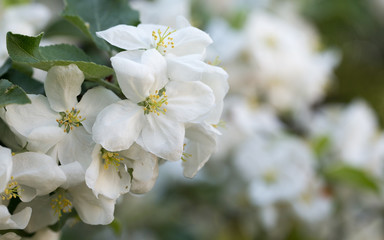 The first spring flowers