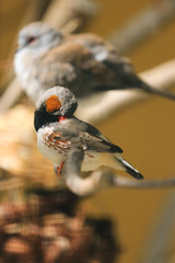 Amazing Zebra Finch Filial in a tree